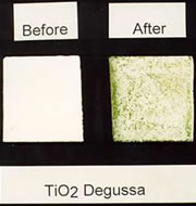 Picture of Algae growth on TiO2 photocatalyst-protected substrate after one week.